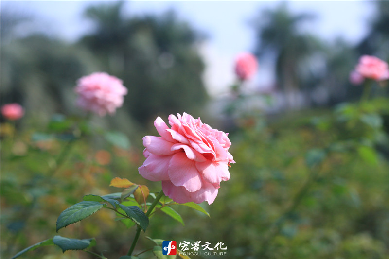 IMG_6460_副本.jpg